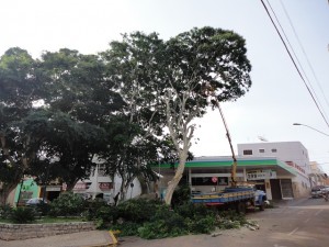 Corte de Árvore na Praça do Pirulito em Três Pontas 7