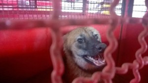 Logo Guará é capturado no Centro de Varginha 3