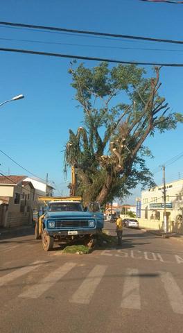 Árvore Tipuana Retirada Avenida Barão Boa Esperança Três Pontas 4 (Copy)