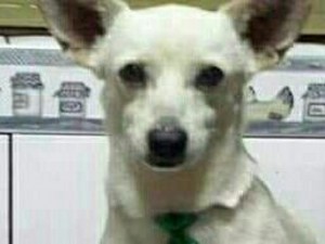 Cãozinho desaparecido em Três Pontas Bily do Bairro Cidade Jardim 2