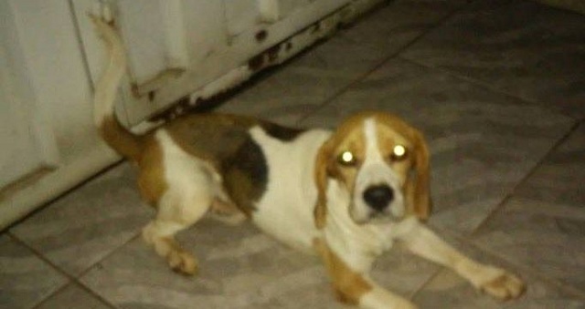 SOS Animais Beagle encontrado em TP 2