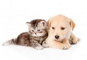 Cão e Gato Raiva Animal Vacina Antirrábica 2