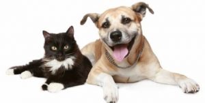 Cão e Gato Raiva Animal Vacina Antirrábica 3
