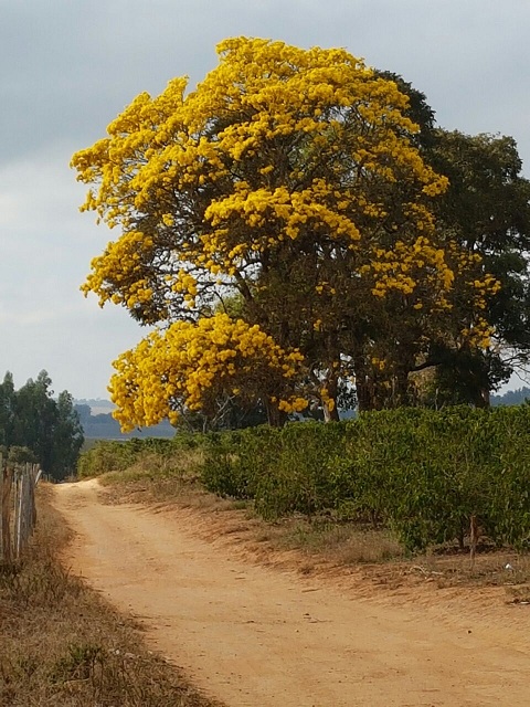 A cor dourada do Brasil: Ipê-amarelo chama a atenção pela beleza, e é  eficaz contra vários problemas de saúde, afirmam especialistas | ? Notícias  de Três Pontas é Sintonize Aqui