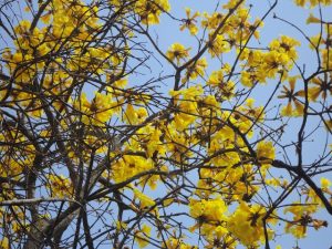 Ipê Amarelo Primavera Paisagismo Medicinais 3