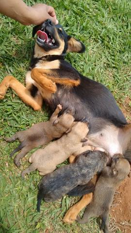 sos-animais-caezinhos-caes-adocao-lindinha-cemiterio-3-copy