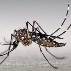 Aedes aegypti é o mosquito transmissor da Dengue e da Febre Amarela Urbana