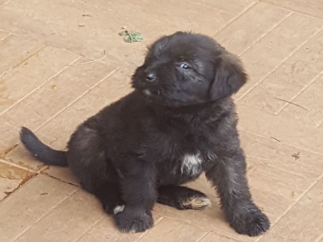 Cachorrinha preta