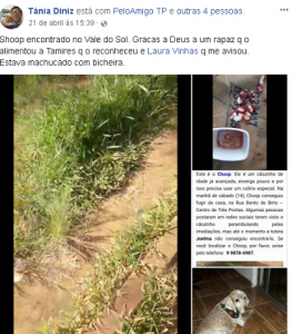 Publicação em rede social com final feliz para o cachorrinho Choop