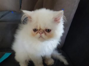 Gatinho Branco Fred desaparecido em Três Pontas