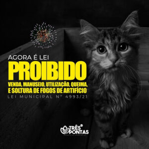 Lei proíbe Fogos de Artifício Animais Gato